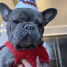 French Bulldog Puppies from Flat Face French Bulldogs