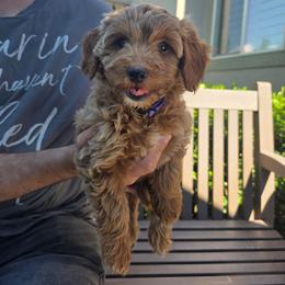 Marshmallow - Parti female Goldendoodle puppy in Layton, Utah from Lauralyn's Goldendoodles