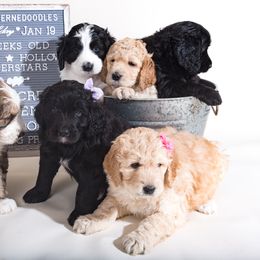 Bernedoodle Puppies from Sugarcreek Haven Bernedoodles