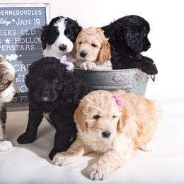 Bernedoodle Puppies from Sugarcreek Haven Bernedoodles