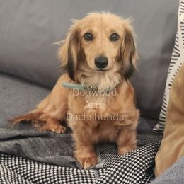 Piper - Dachshund