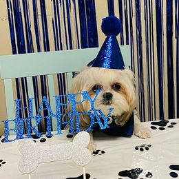Shih Tzus from Samantha's Shih Tzus