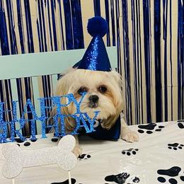 Shih Tzus from Samantha's Shih Tzus