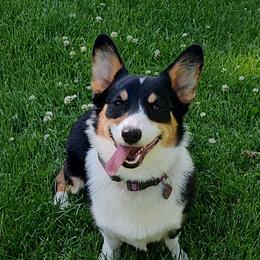 Rachel - Pembroke Welsh Corgi