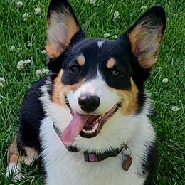 Rachel - Pembroke Welsh Corgi