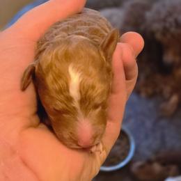 Howard - Parti male Poodle puppy in Statesboro, Georgia from Briar Creek Kennels
