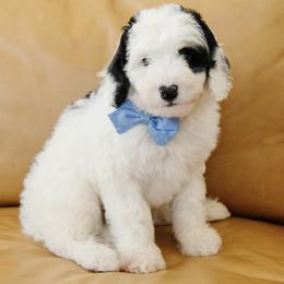 'Alfalfa' Blue Collar Male Medium Bernedoodle - Tri-color male Bernedoodle puppy in Kamas, Utah from A + E Farms