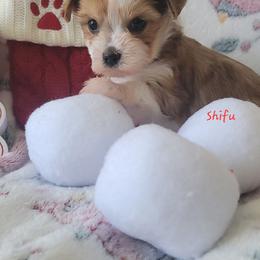 Master Shifu - Tan and white male Yorkshire Terrier puppy in Springville, Utah from Lundberg's Yorkshire Terriers