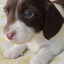 Dachshunds from Dachshunds-n-doxies