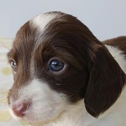 Dachshunds from Dachshunds-n-doxies