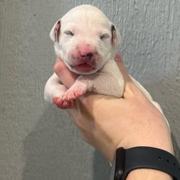 M and M - White and black female Dalmatian puppy in Austin, Texas from Dazzling Dalz