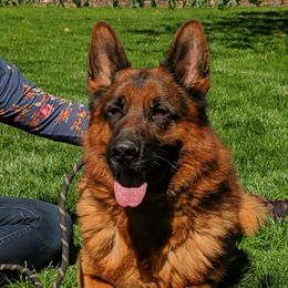 German Shepherds and Pembroke Welsh Corgis from CB Kennel and Ranch