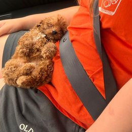 Boy 1 - Red male Cavapoo puppy in Kirksville, Missouri from Show Me Poodles Doodles and Cavaliers