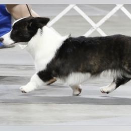 Zephyr - Cardigan Welsh Corgi