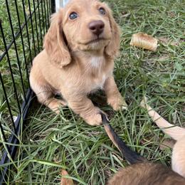 Dachshund Puppies from Twisted T Wienery