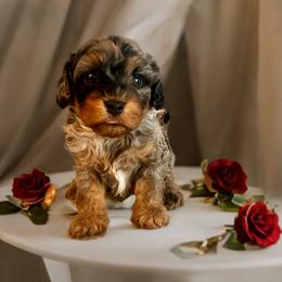 Freckles - Merle female Cavapoo puppy in Myrtle Beach, South Carolina from Colorful-K9'S