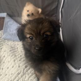 Companion Cross Puppies from 🐾 Alexander’s Little Angels 🐾