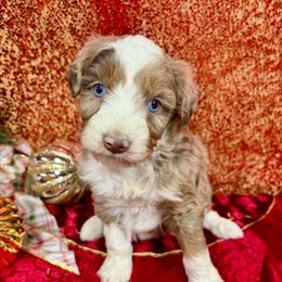 Dolly - Brown merle female Aussiedoodle puppy in Marshall, Arkansas from Buffalo River Puppies