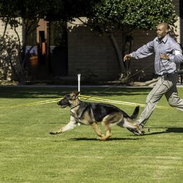 German Shepherd Puppies from Ca-She Shepherds