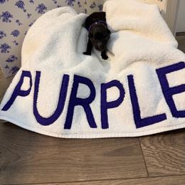 Fantasy - Blue and black female Kerry Blue Terrier puppy in St. Louis, Missouri from Green Lantern Kerry Blue Terriers