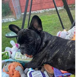 Ripley - White and brindle male French Bulldog puppy in Billings, Montana from Sugarloaf French bulldogs and Australian cattle dogs