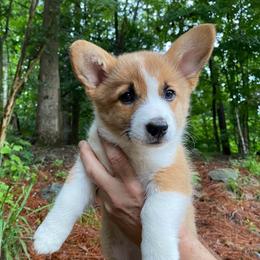 Cookie - Red female Pembroke Welsh Corgi puppy in Birmingham, Alabama from Dalton Family Corgis