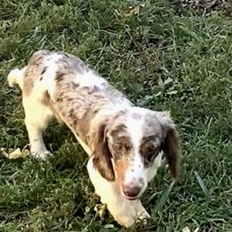 Russell - Dachshund