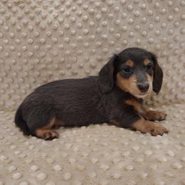 Puppy 2 - Blue and tan male Dachshund puppy in Krum, Texas from Dots N Spots Dachshunds
