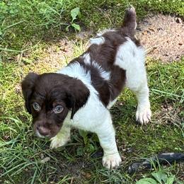 Cece boy 2 - Liver and white male Brittany puppy in Floyd Knobs, Indiana from Cross Creek Brittanys