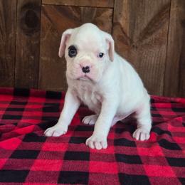 Patches - White male Boxer puppy in Preston, Maryland from Katie's Pups