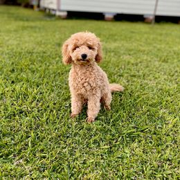 Poodle Puppies from Perfect Paw Kennel