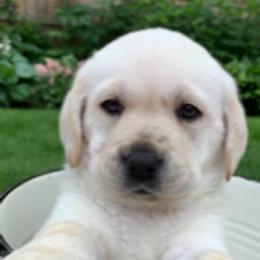 Chihuahua and Labrador Retriever Puppies from Cranbrook Kennels