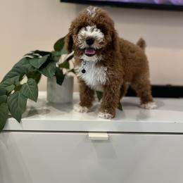 Poodle Puppies from Sakura Poodles