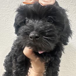 Glenda - Black & white female Maltipoo puppy in Victorville, California from Boujeepups