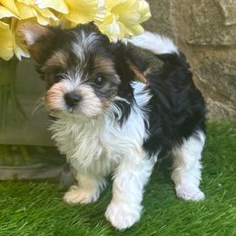 Biewer Terrier Puppies from Precious Jewels Biewer Terriers