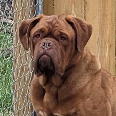 Mable - Dogue de Bordeaux