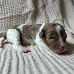 Gray Girl - Parti female Double Doodle puppy in Huntsville, Alabama from Winchester Doodles