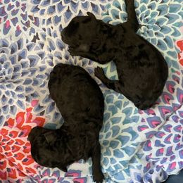 Boy 1 - Black Poodle puppy in San Jose, California from Karamba Toy Poodles