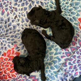 Boy 1 - Black Poodle puppy in San Jose, California from Karamba Toy Poodles