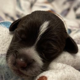 Boy 5 - Wirehaired Pointing Griffon puppy in Ohio from Feather View Farm