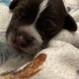 Boy 5 - Wirehaired Pointing Griffon puppy in Ohio from Feather View Farm