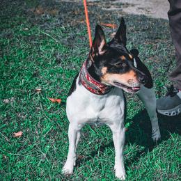 Hubble - White black and tan male Rat Terrier puppy in Lynn, Alabama from Cryptic Rat Terriers