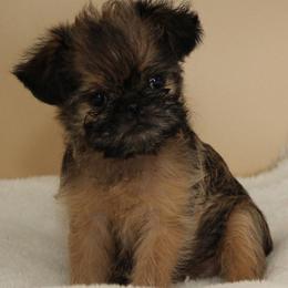 Brussels Griffon puppies from Pine Haven Brussels Griffons LLC