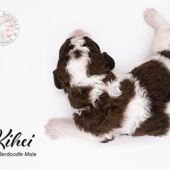 Bernedoodle, Saint Berdoodle, and Sheepadoodle Puppies from Yankee Doodle Puppies
