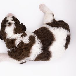 Bernedoodle, Saint Berdoodle, and Sheepadoodle Puppies from Yankee Doodle Puppies