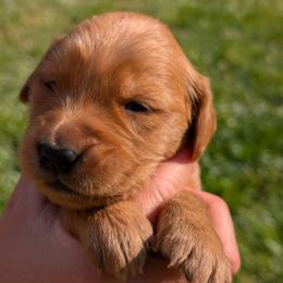 Girl 5 - female Golden Retriever puppy in Midland, North Carolina from Alger Farm, LLC