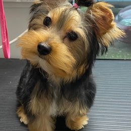 Yorkshire Terriers from Jewel’s Yorkshire Terriers