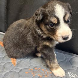 Cinderella (Ella) - Black tri female Miniature Australian Shepherd puppy in Tecumseh, Oklahoma from Ashley's Aussies, LLC