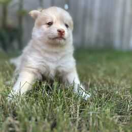 Wolfie - Red and white female Pomsky puppy in Shoreline, Washington from SeattlePomskies