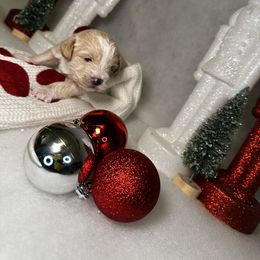 Poodle and Schnoodle Puppies from Bred by Brennen